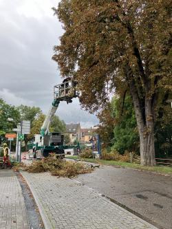 Baum am Seedamm wird gefällt